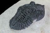 Minicryphaeus Trilobite - Atchana, Morocco #55980-3